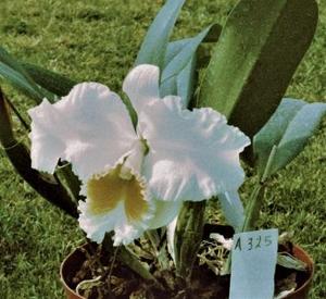 Cattleya Esbetts