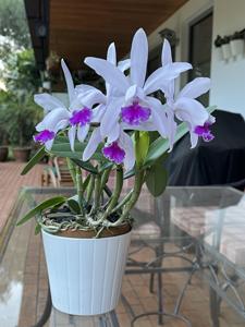 Cattleya Interglossa