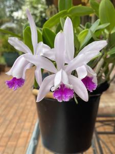 Cattleya Interglossa