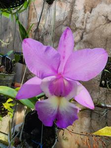 <i>Cattleya</i> Hamana Egret