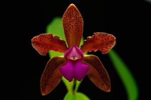 Cattleya Mrs. Mahler