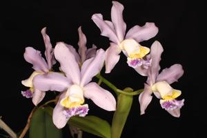 Cattleya Pittiae (1886)
