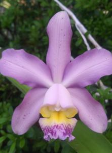 Cattleya Pittiae (1886)