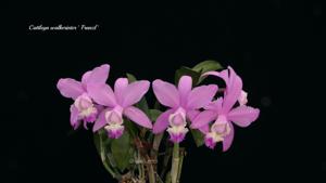 Cattleya Walkerinter