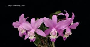 Cattleya Walkerinter