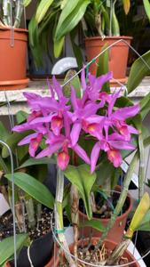 Guarianthe Guatemalensis