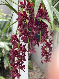 Cymbidium Ruby Eyes