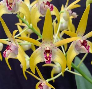 <i>Dendrobium</i> Graeme Banks