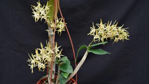 Dendrobium Hilda Poxon