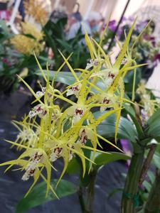 Dendrobium Hilda Poxon