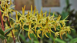 Dendrobium Hilda Poxon