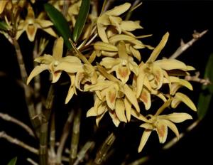 Dendrobium Ise