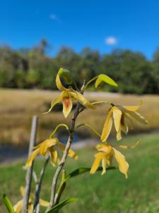 Dendrobium Ise