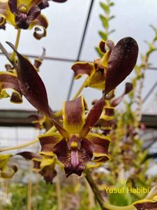 <i>Dendrobium</i> Ly