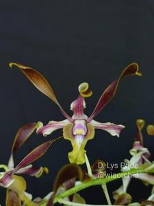Dendrobium Ly's Pride