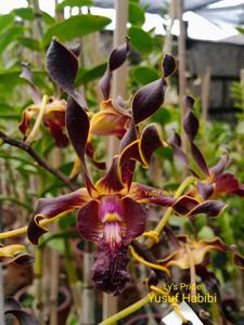 Dendrobium Ly's Pride