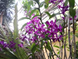 Dendrobium Nancy Reagan