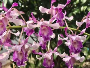 Dendrobium Pink Lips