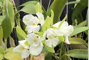 Cattleychea Siam Jade