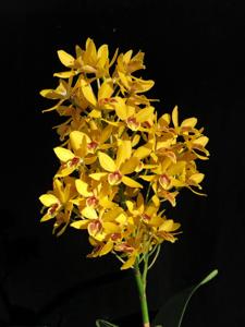 Guaricyclia Kyoguchi