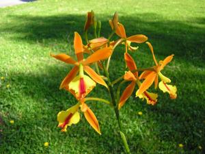 <i>Epicattleya</i> Fireball