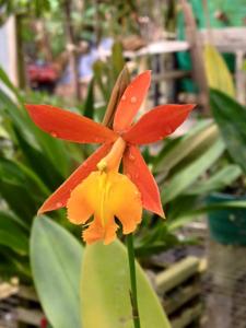 Epithechea Orange Blaze