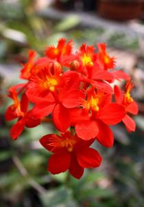 Epidendrum Joseph Lii