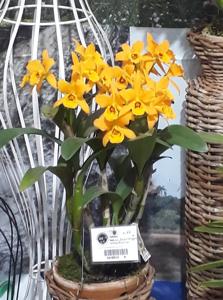 Cattlianthe Gold Digger