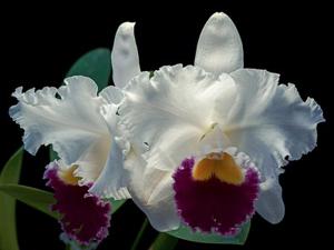 <i>Cattleya</i> Lake Wateree