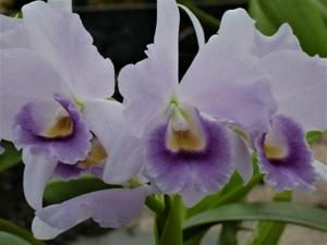 Cattlianthe Mariner