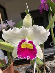 Cattleya Orglade's Grand