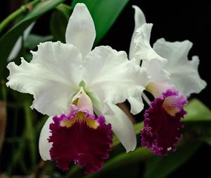 Cattleya Orglade's Grand
