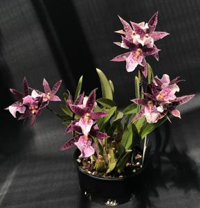 Bratonia Purple Dragon