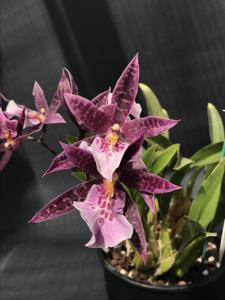 Bratonia Purple Dragon