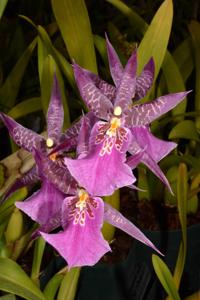 Bratonia Aztec
