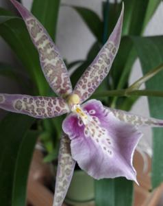 Bratonia Charles M. Fitch
