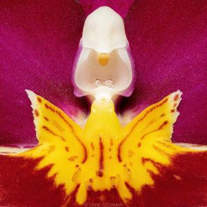 Miltoniopsis Bert Field