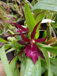 Bratonia Royal Robe