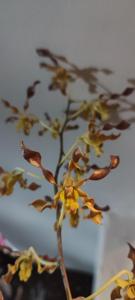 Dendrobium Rosalind Quek Choon Lin