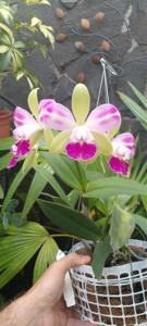 Rhyncholaeliocattleya Yen Corona