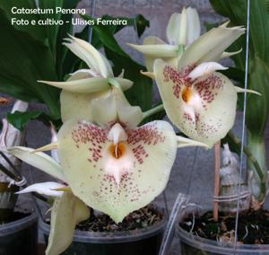 Catasetum Penang