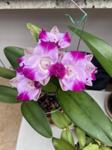 Cattleya Monte Elegante