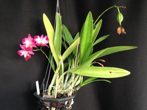 Cattleytonia Capri