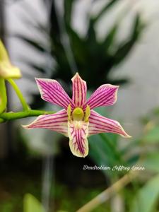 <i>Dendrobium</i> Jeffrey Lonne