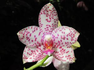 Phalaenopsis Brother Princess