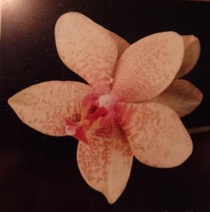 Phalaenopsis Hetty van Hoof