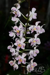 Phalaenopsis Silbergrube