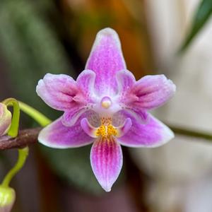 <i>Phalaenopsis</i> Silbergrube