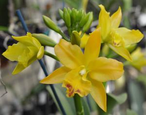 Cattlianthe Little Fairy
