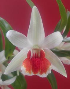 <i>Dendrobium</i> Green Lantern